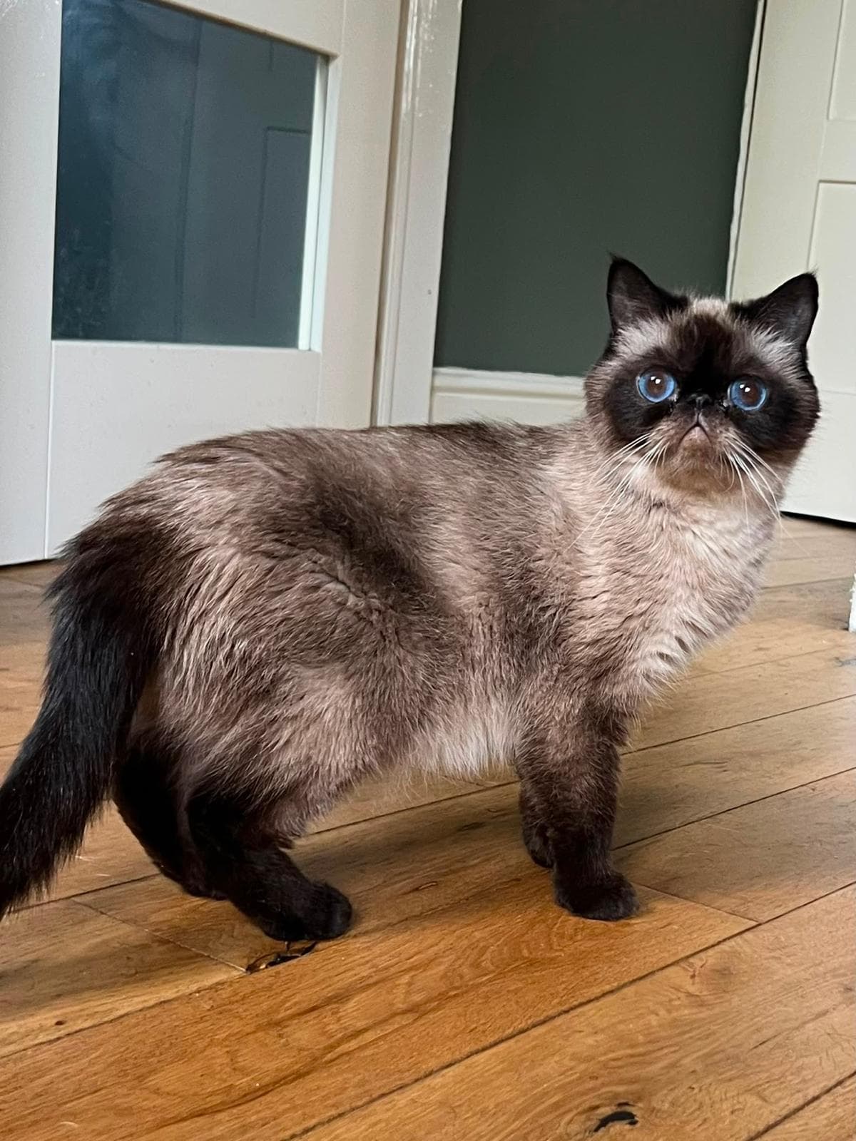 Seal point Exotic Shorthair standing indoors
