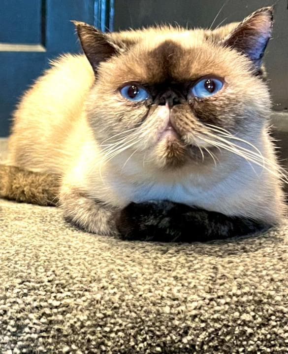 Seal point Exotic Shorthair resting