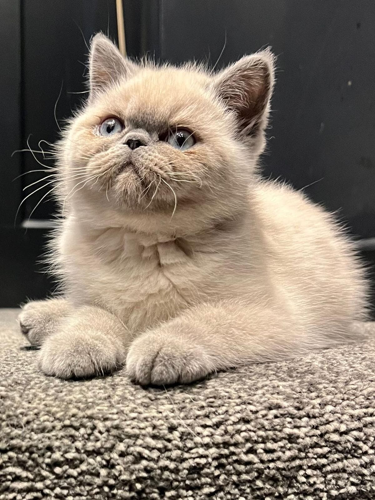 Cream point kitten lying down