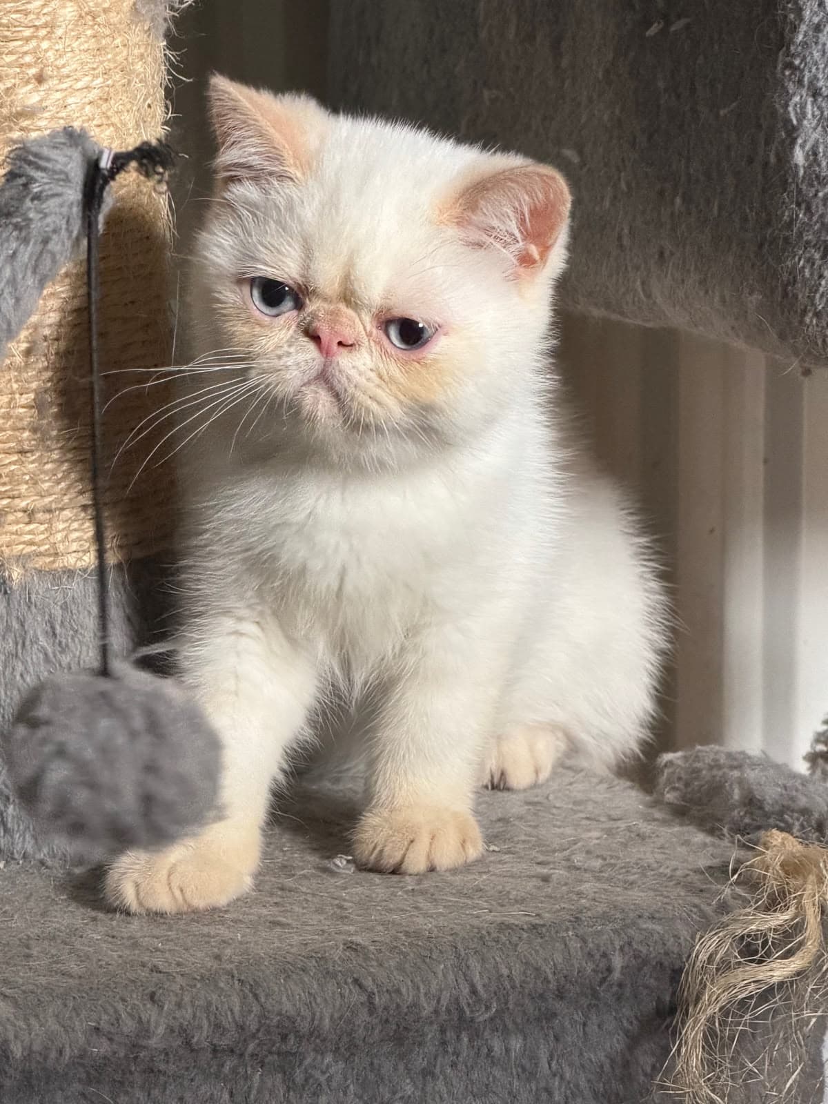 Nigel, an Exotic Shorthair at Mehr-Afarin