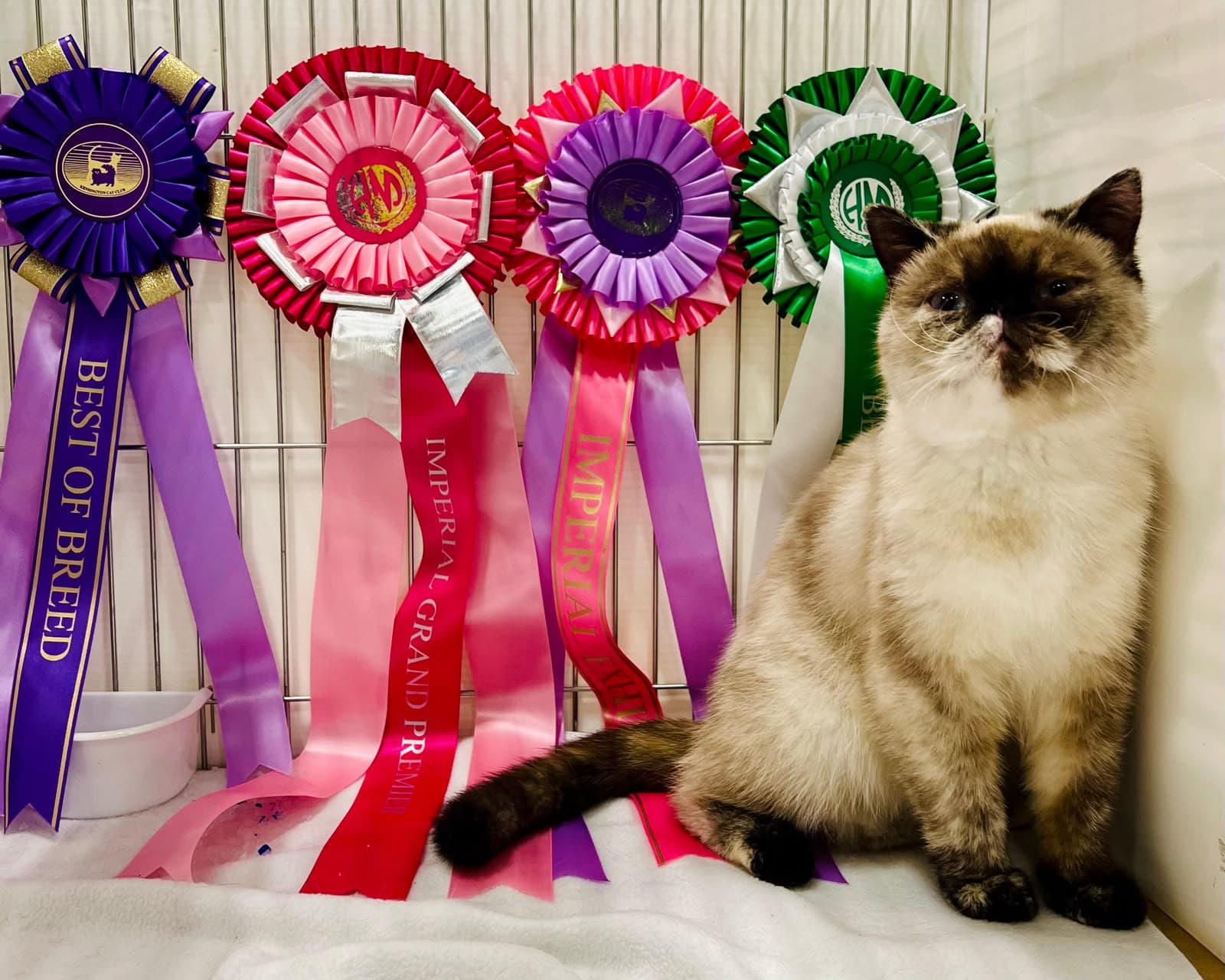 Mehr-Afarin show cat with prize rosettes
