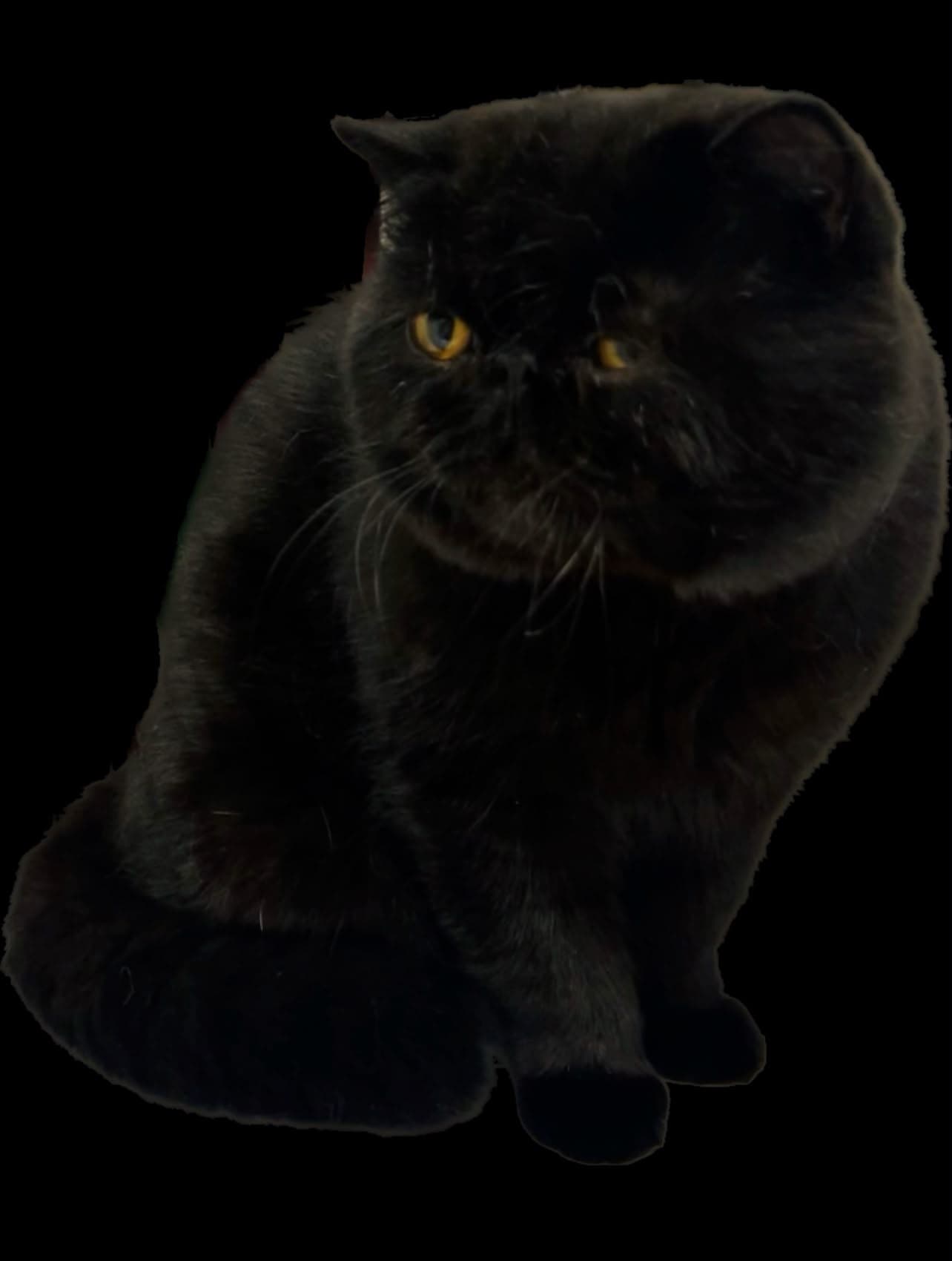 Lucifer, an Exotic Shorthair at Mehr-Afarin
