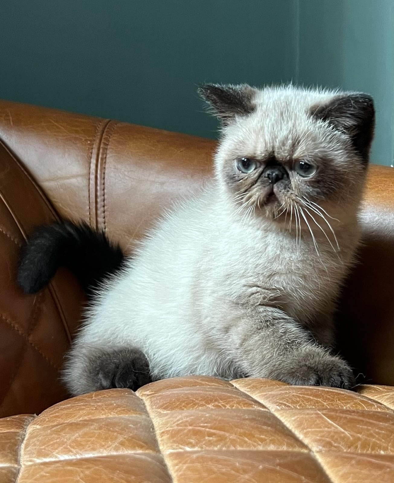 Exotic Shorthair sitting on a sofa