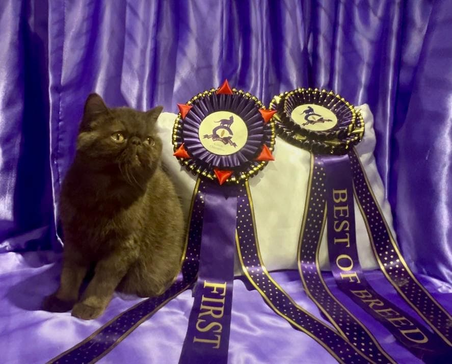 Blue Exotic Shorthair at a cat show