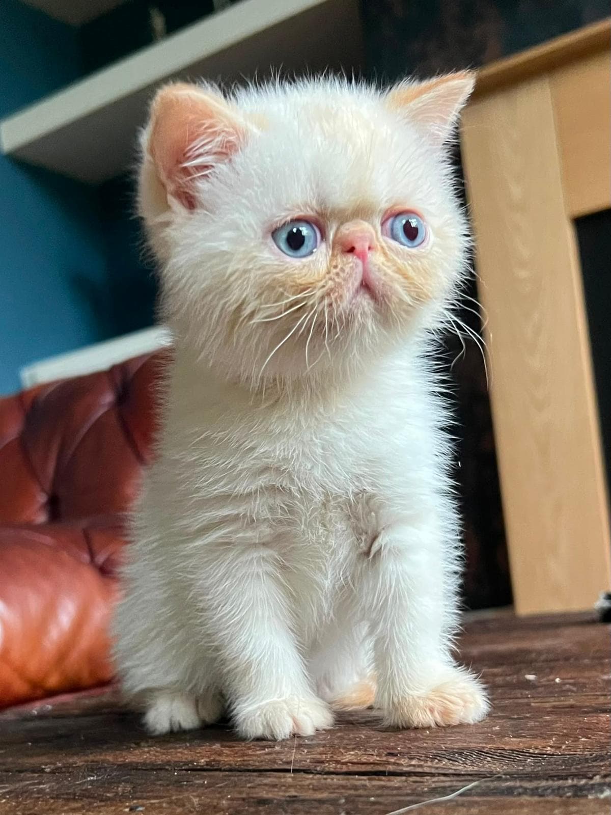 Cream Exotic Shorthair kitten
