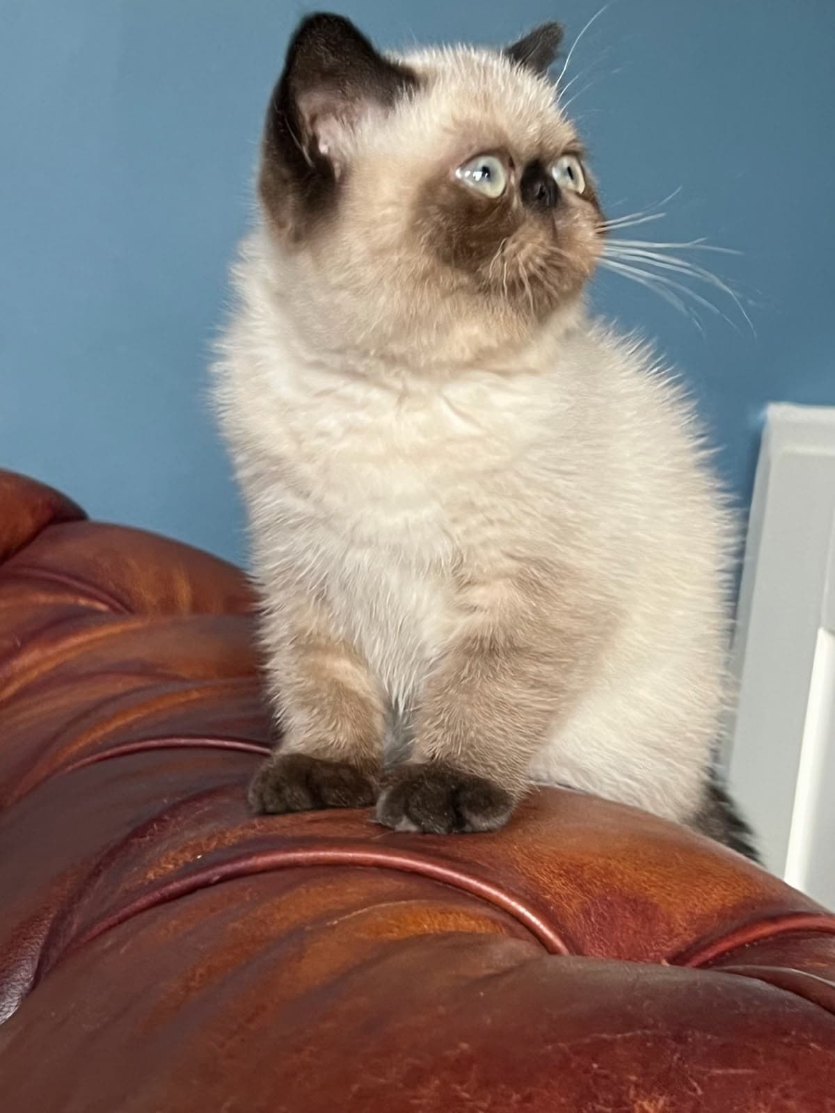 Mehr-Afarin Tsuhko, an Exotic Shorthair kitten