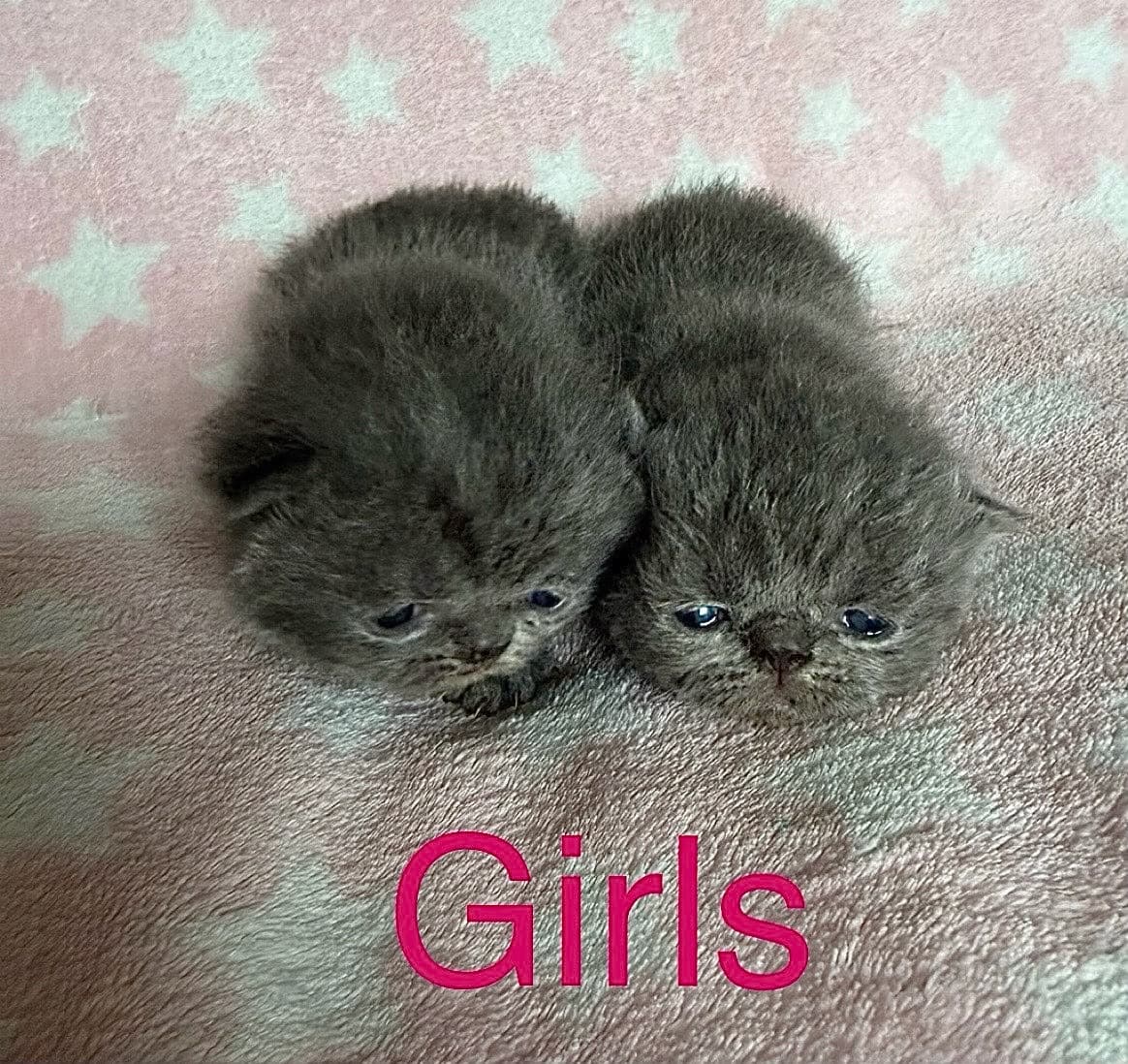 Solid blue female kittens
