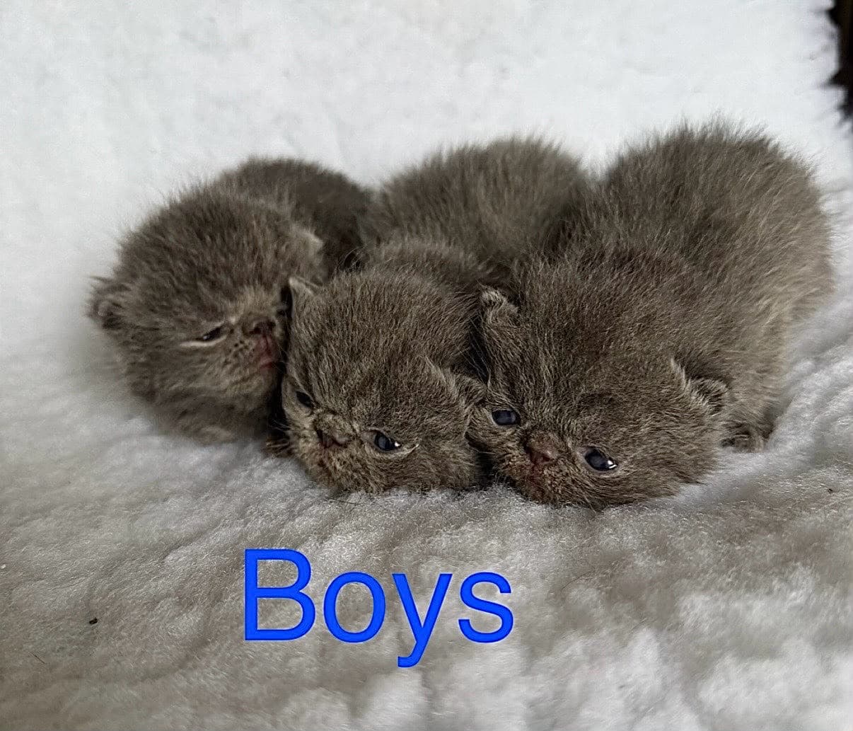 Solid blue male kittens