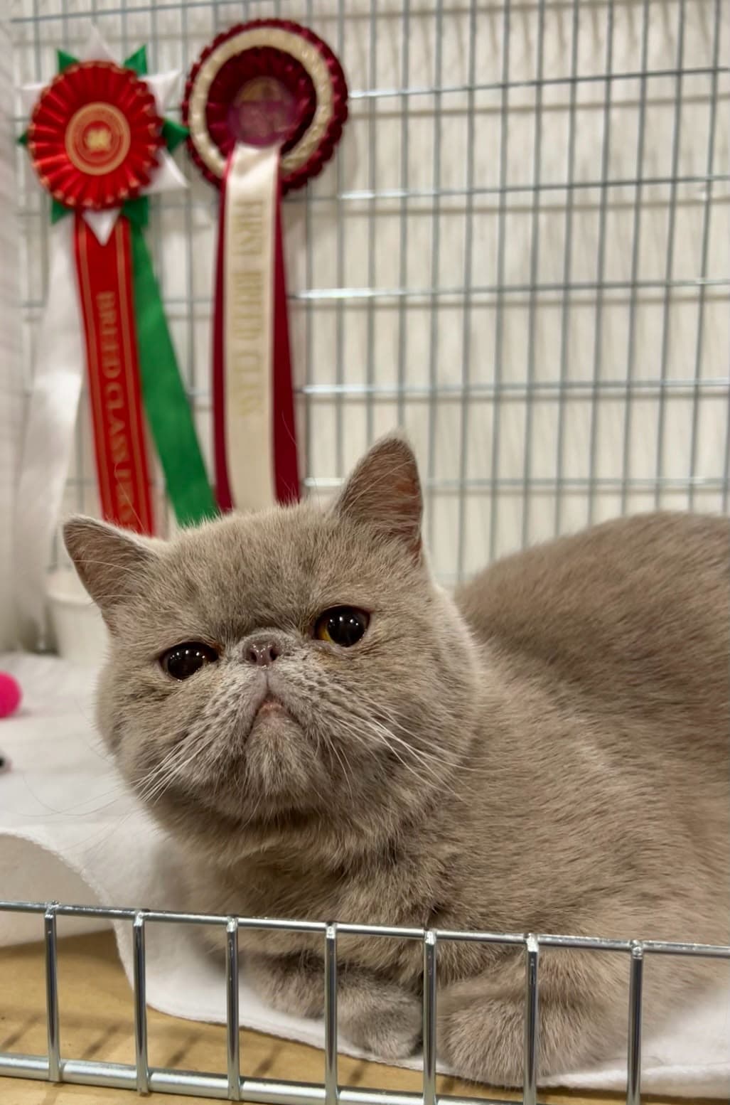Violet, an Exotic Shorthair at Mehr-Afarin
